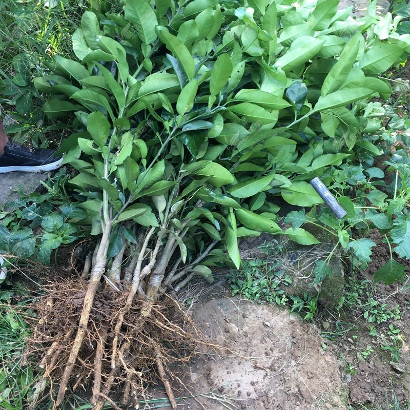 四川琯溪蜜柚苗 柚子嫁接苗 现挖保湿发货包技术高成活率