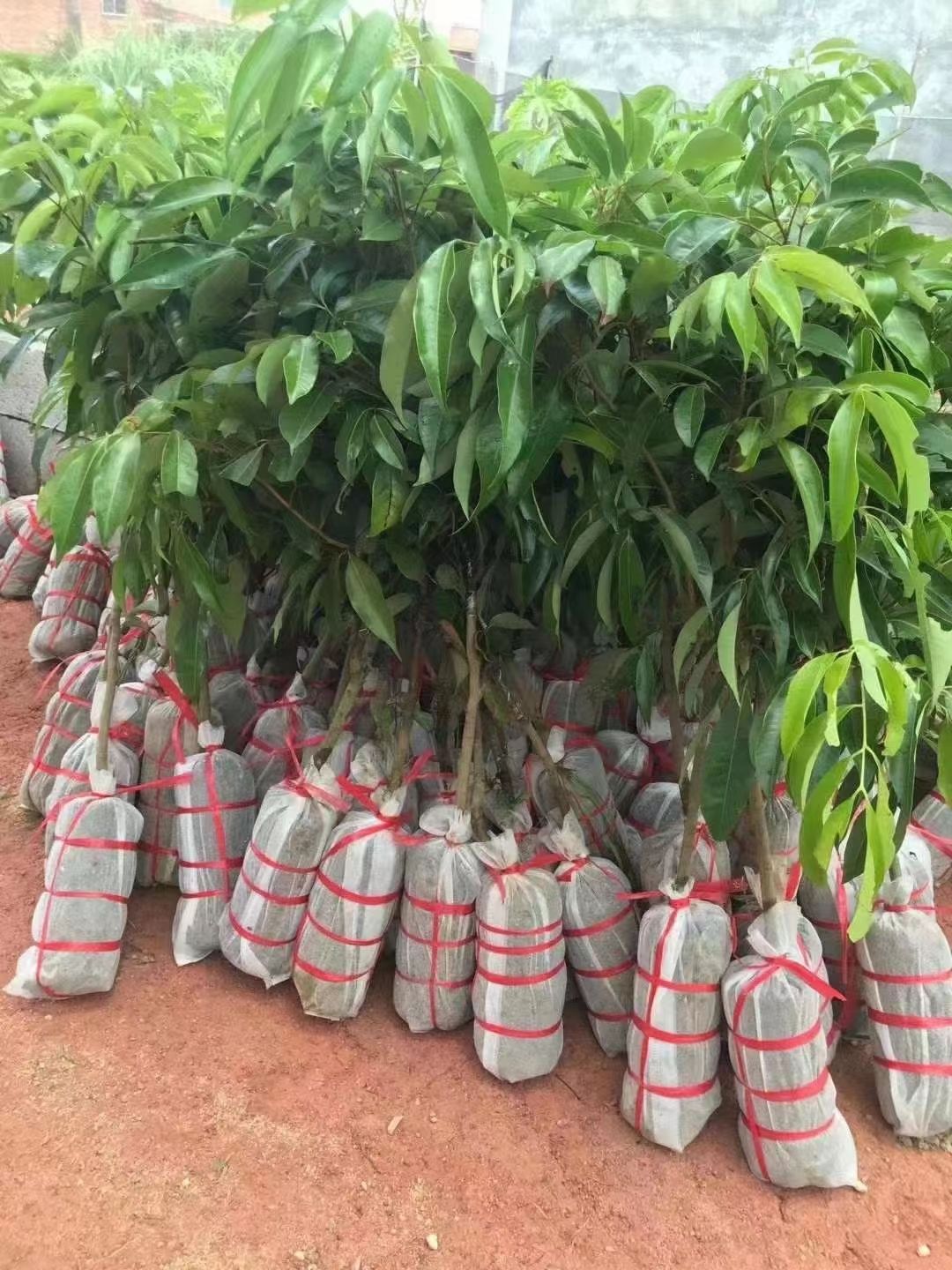 无核荔枝苗  无核荔枝果树苗