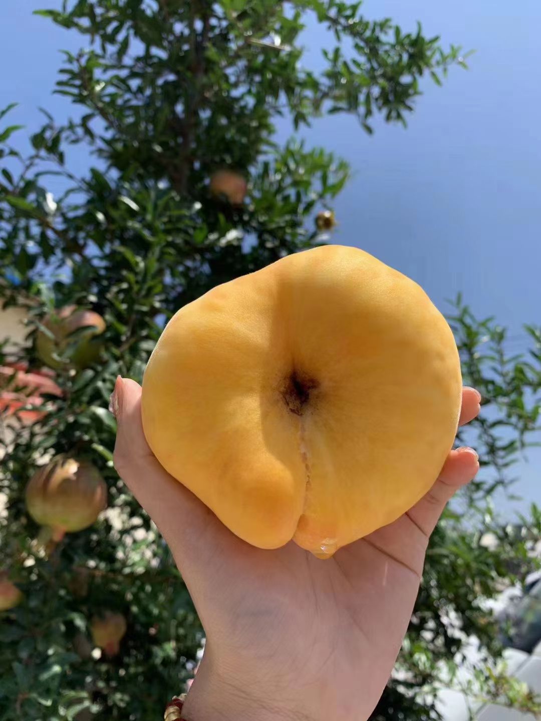 黄蟠桃  黄金蟠桃