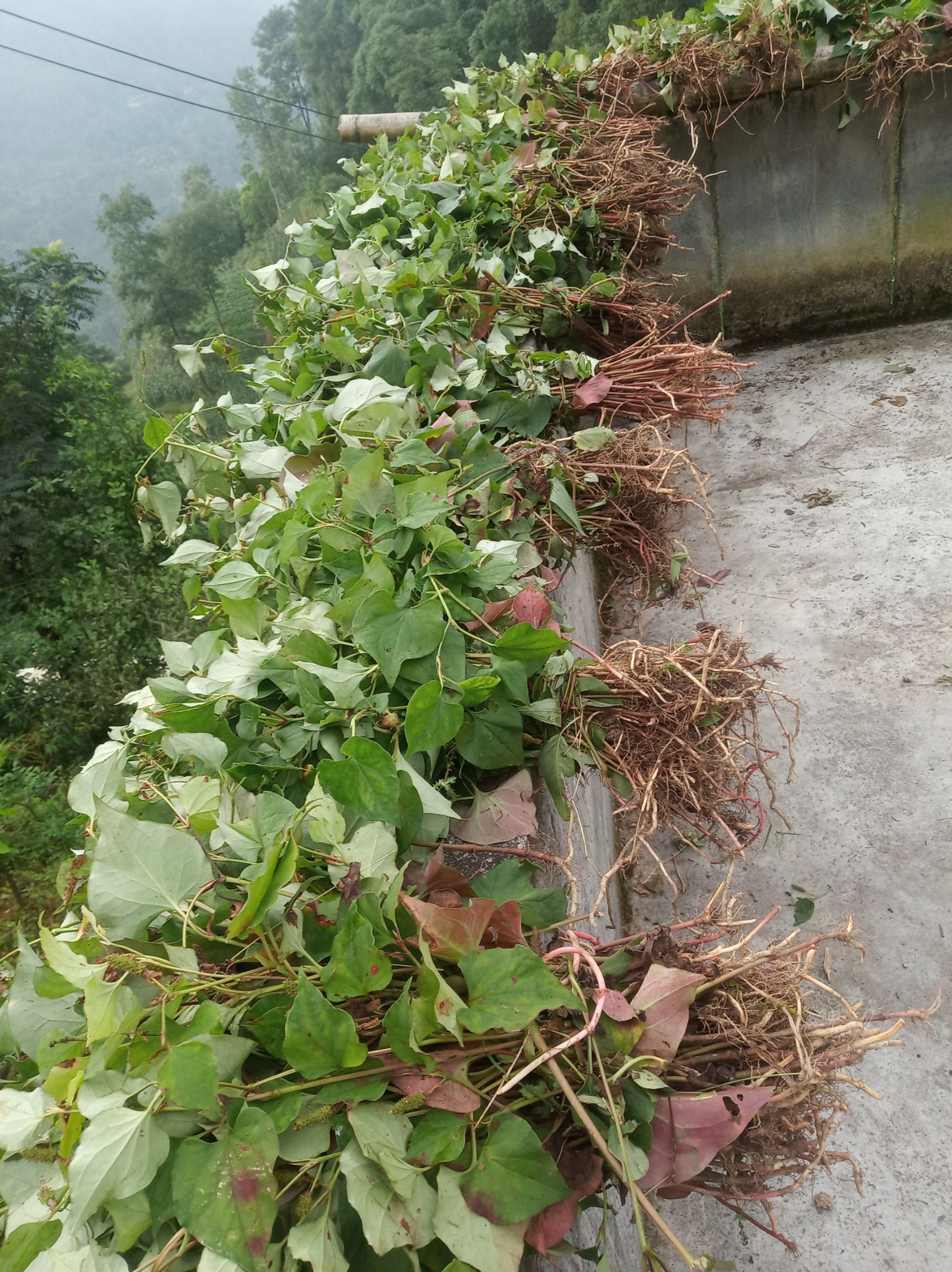 红茎鱼腥草  鱼腥草干货