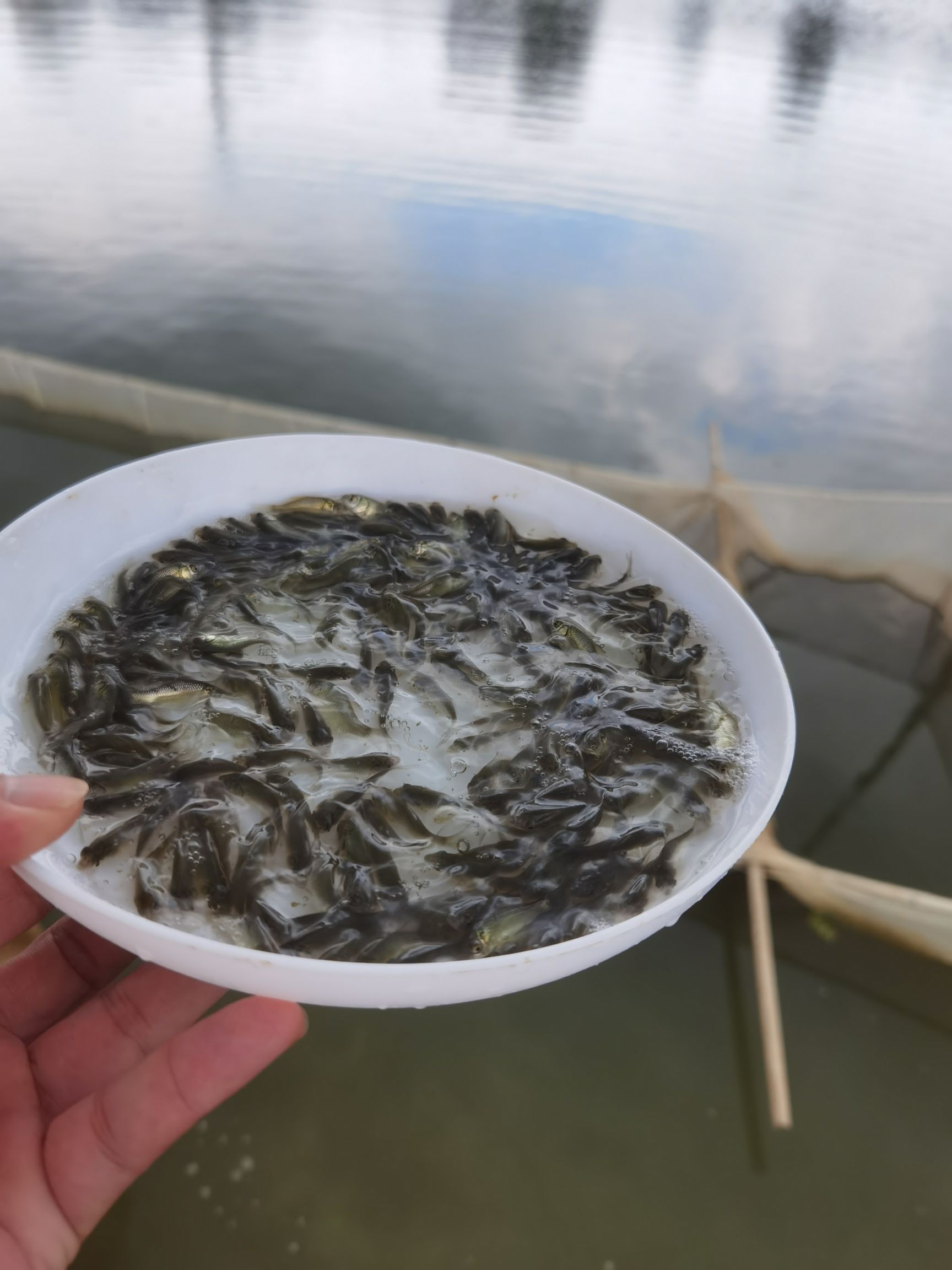 散卖鲫鱼苗中科5号彭泽鲫鱼苗高背大板鲫土白鲫湘云鲫银鲫工程鲫