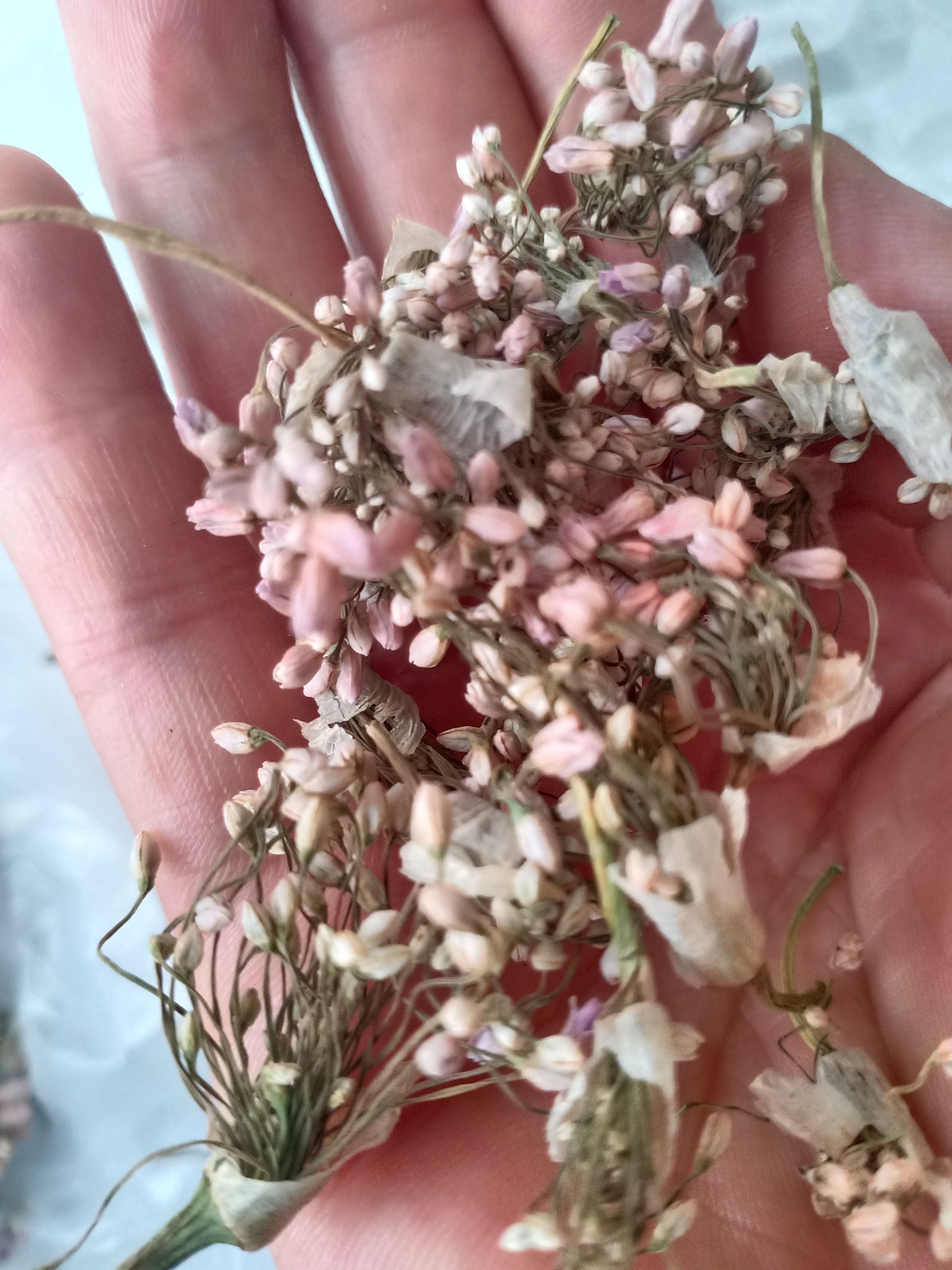 麻麻花，摘蒙花