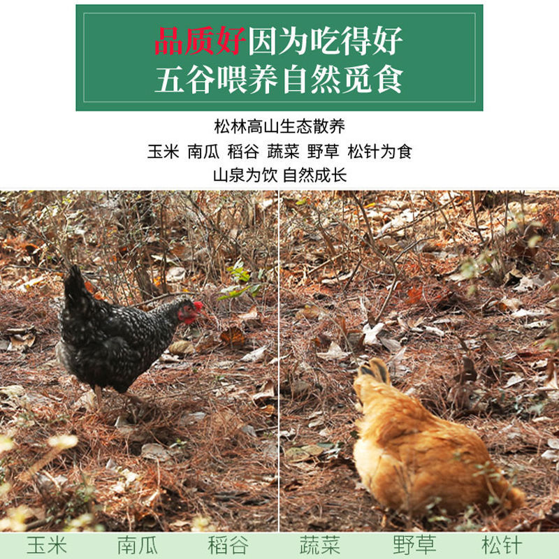 土鸡  两年老母鸡3~4斤正宗农家散养2~3年现杀现发。