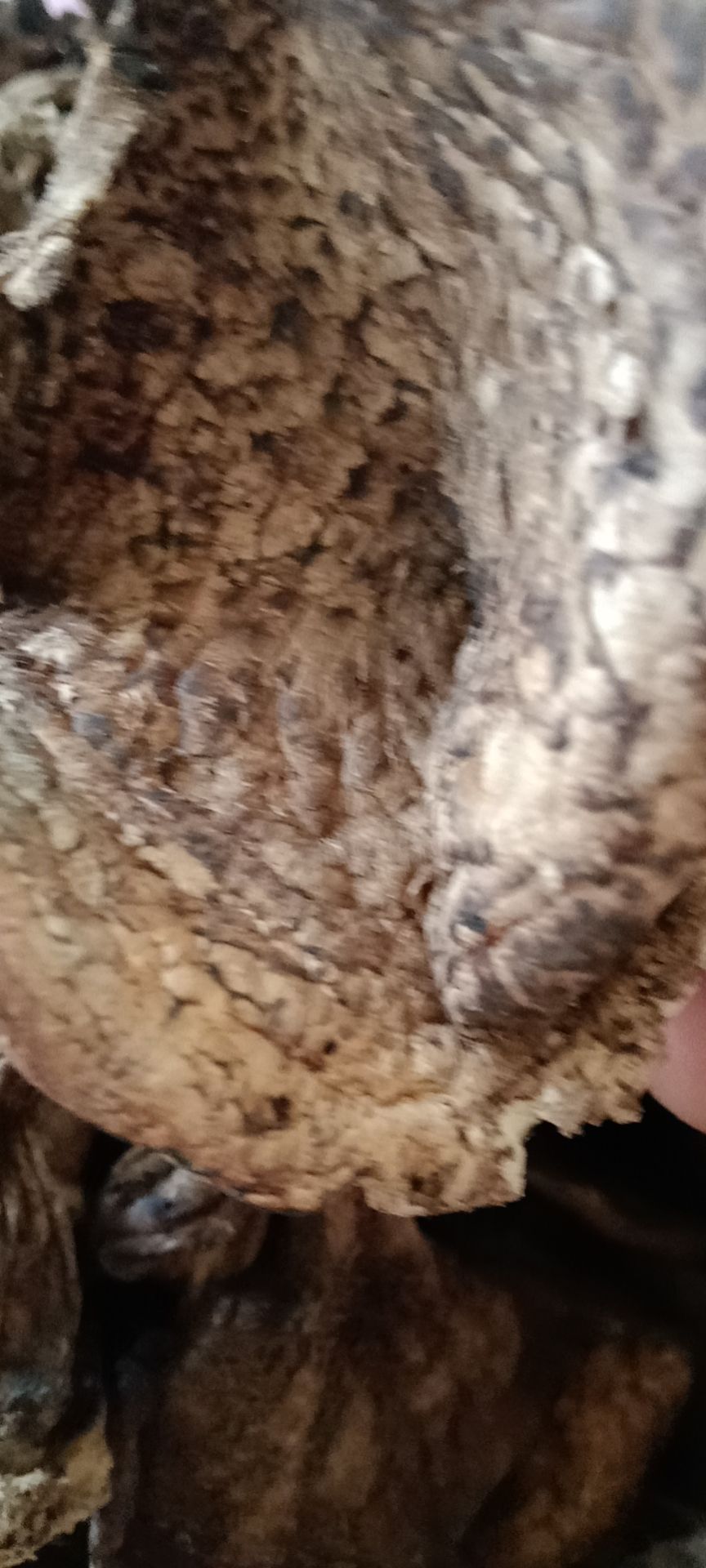 野生黑虎掌菌A级干货邮