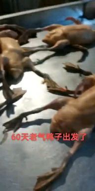 乐山肉鸭  新鲜宰杀的大鸭子，均重5斤，需要的可以下单了