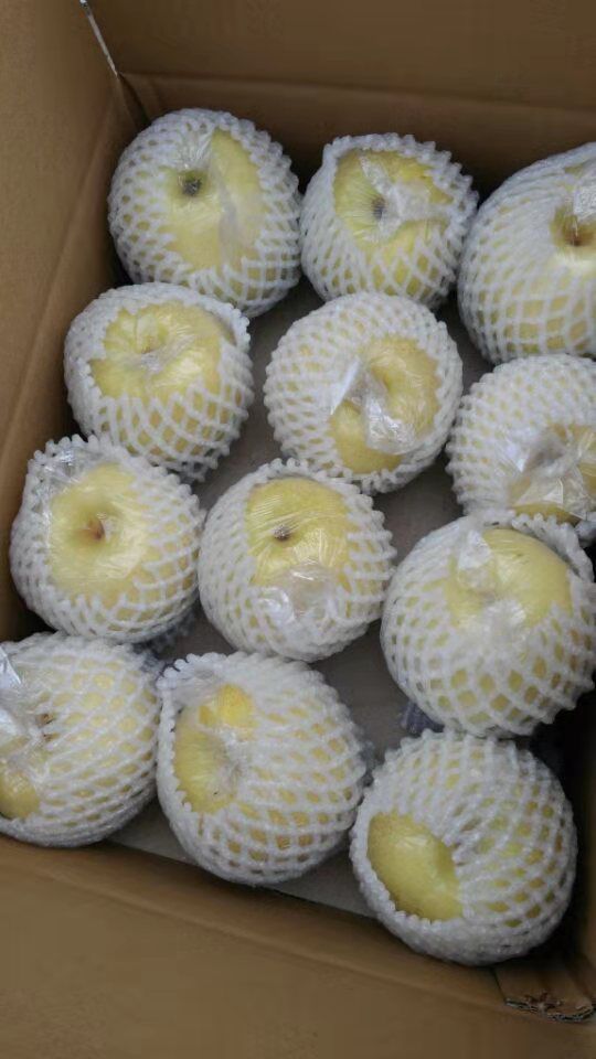 黄金梨批发 纸袋黄金梨已上市 货源充足 一手货源