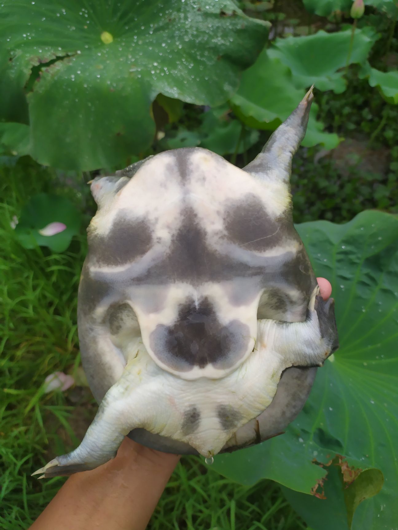 清溪花鳖  精品藕塘。天然品质甲鱼成品