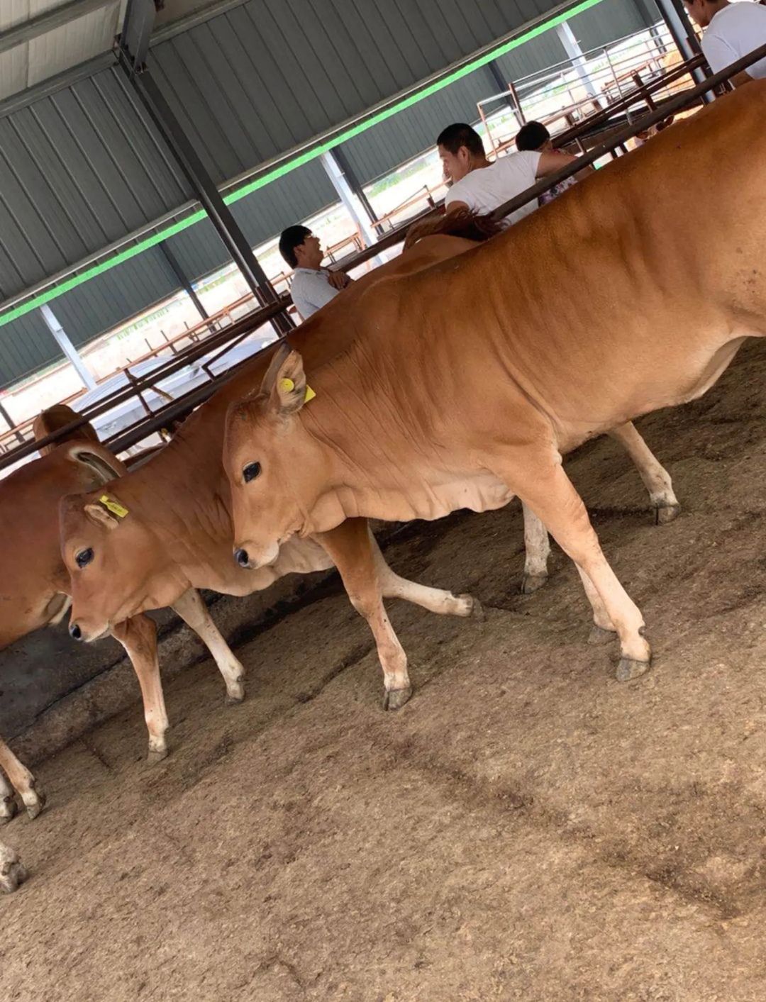 杂交牛-三元杂交牛-长势快-杂交黄牛 包技术 免费送货