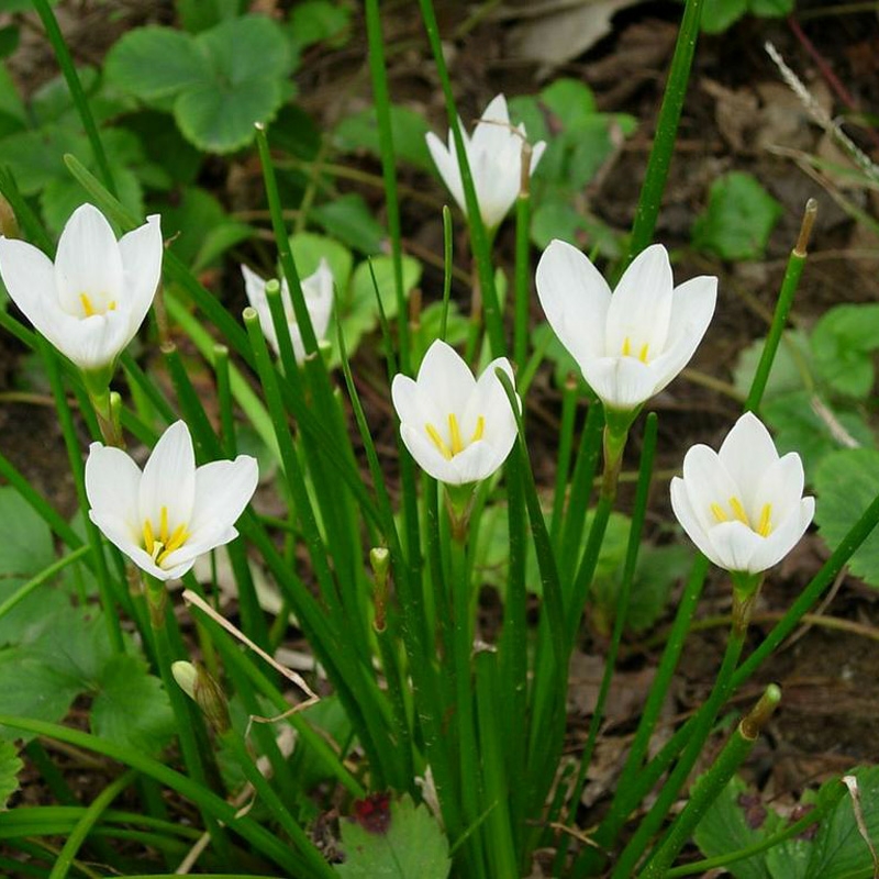  阳台花园风雨兰小盆栽葱兰花苗植物花卉绿植韭菜兰花室内室外庭院