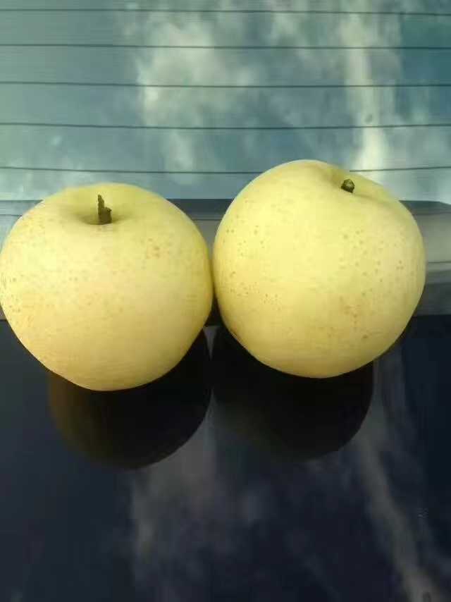山东黄金梨 丰水梨产地批发  一手货源 大量现货