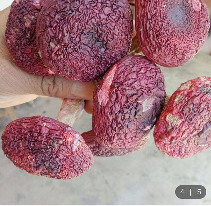 自家烘烤云南普洱
大标菇实物拍照菇中精选