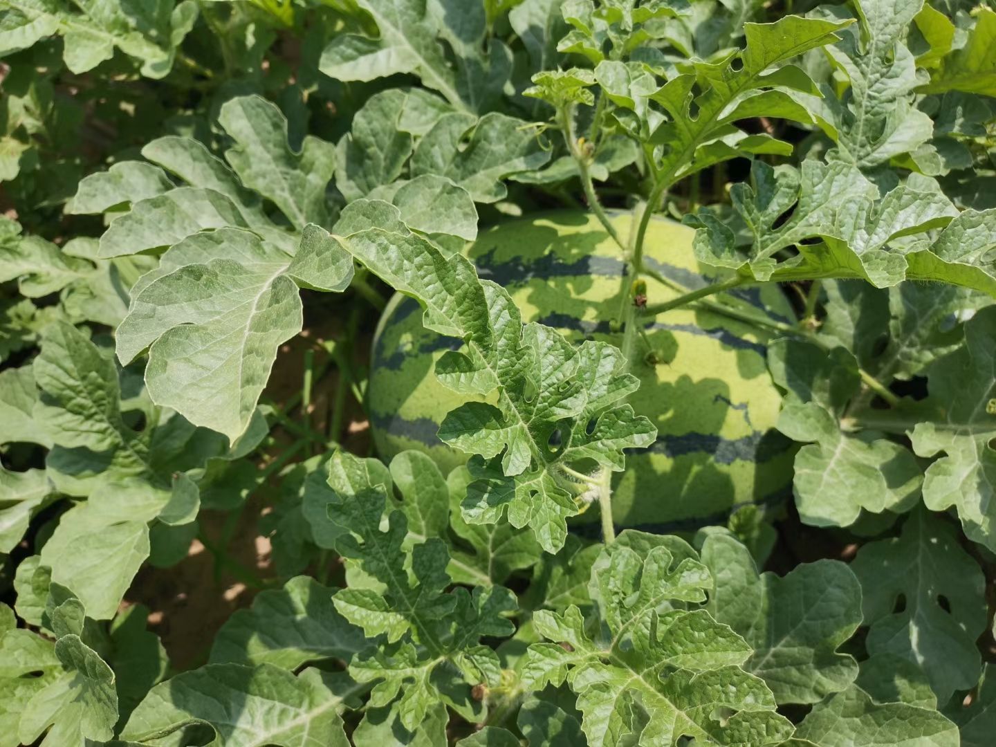 西瓜 吉林省松原市长岭县 1茬 