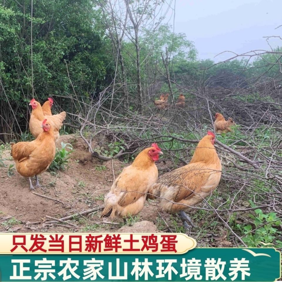 农家散养土鸡蛋现捡现发正宗新鲜，大个笨鸡蛋