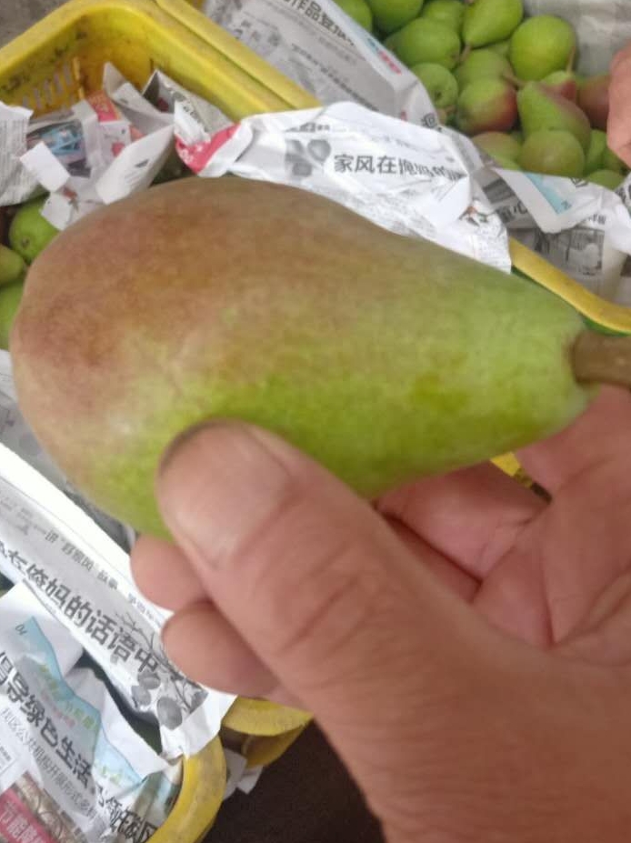 【推荐】烟台山地特产、一面红梨（伏梨）现在大量上市中！