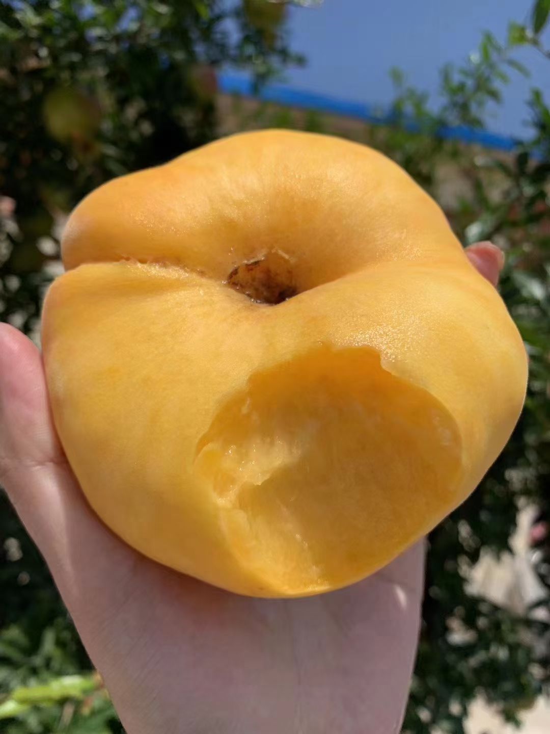 黄蟠桃  黄金蟠桃