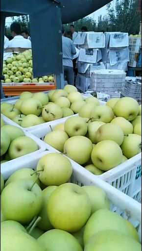  砀山黄冠青梨，翠玉，518.梨大量上市，有需要的新老客户联系