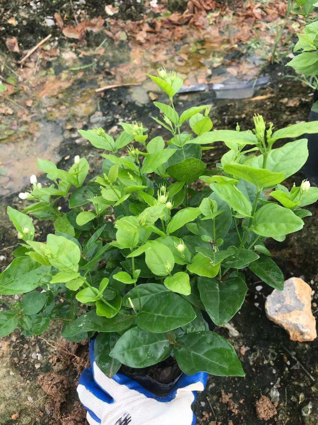 白色茉莉  好一朵美丽的茉莉花