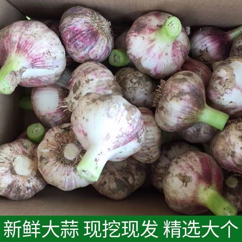 红皮蒜  超低价抢购新蒜干蒜大头蒜批发山东紫皮蒜。