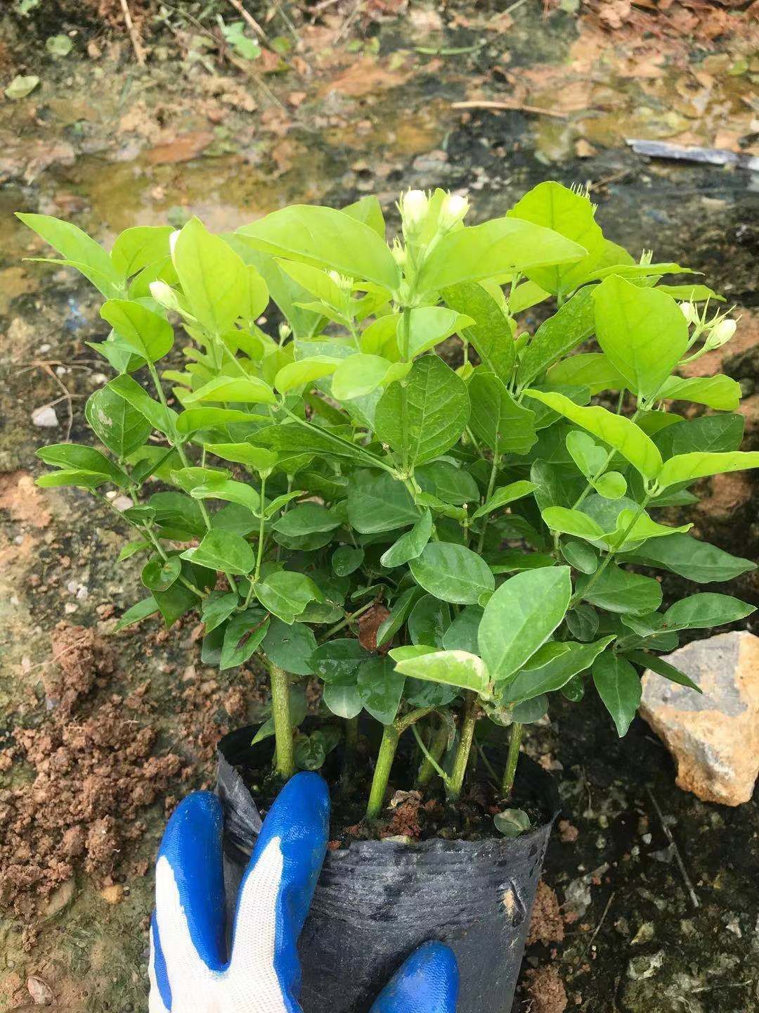 白色茉莉  好一朵美丽的茉莉花