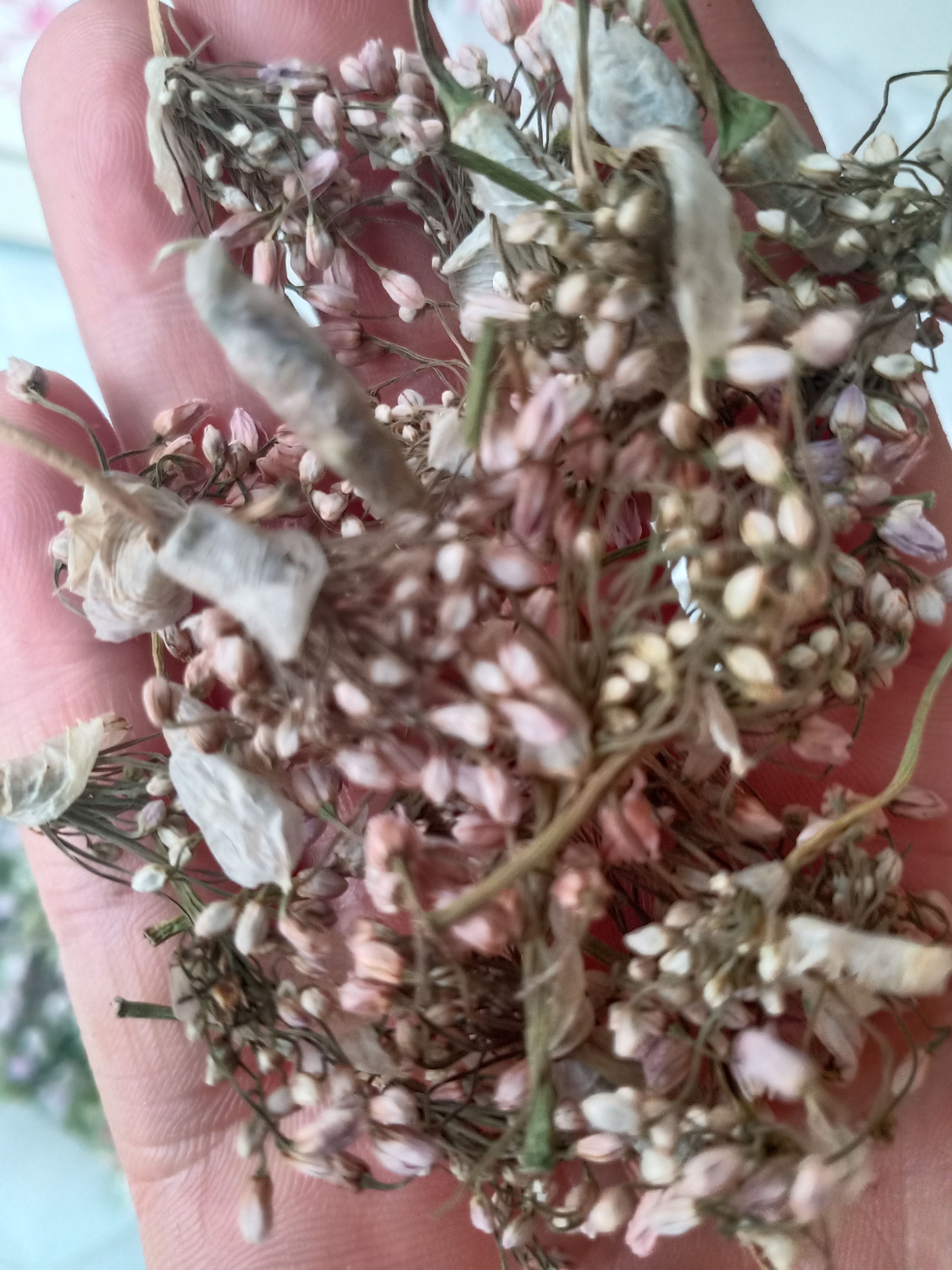 麻麻花，摘蒙花
