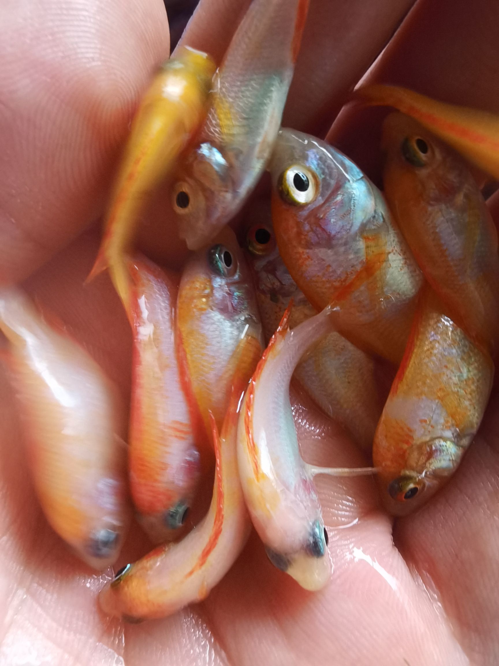 产地直供红罗非鱼苗彩虹鲷鱼苗金丝罗非鱼苗优质健康淡水养殖鱼苗