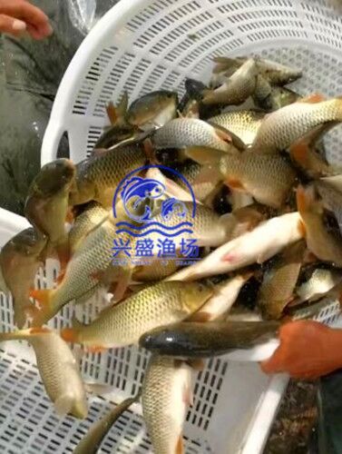 黄鲤鱼 池塘优质大鲤鱼供应