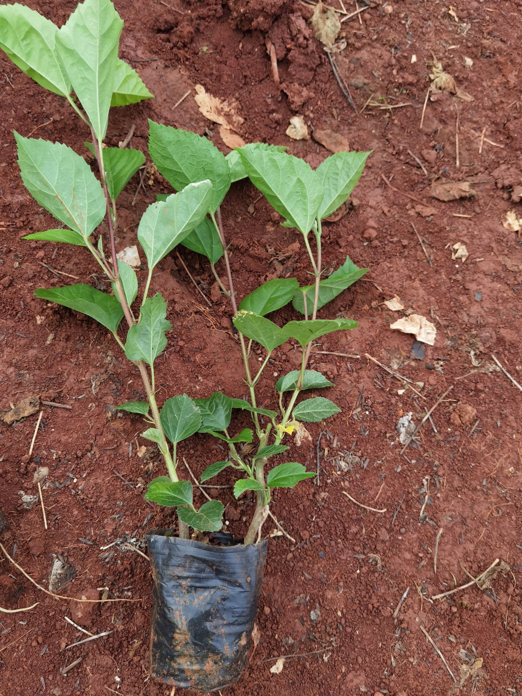 朱槿  扶桑小苗 扶桑花，