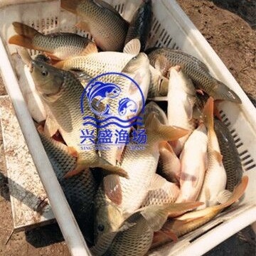 北京黄鲤鱼 池塘优质大鲤鱼供应