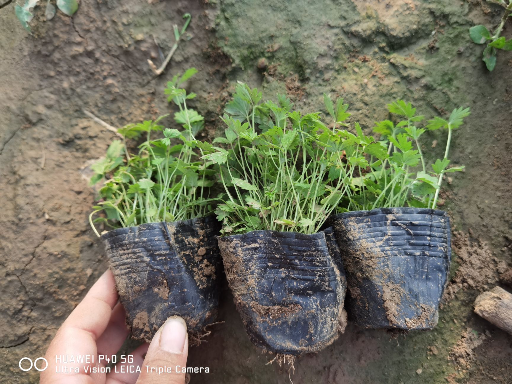 五叶草  露天五叶委陵菜