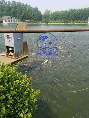 黄鲤鱼 池塘优质大鲤鱼供应