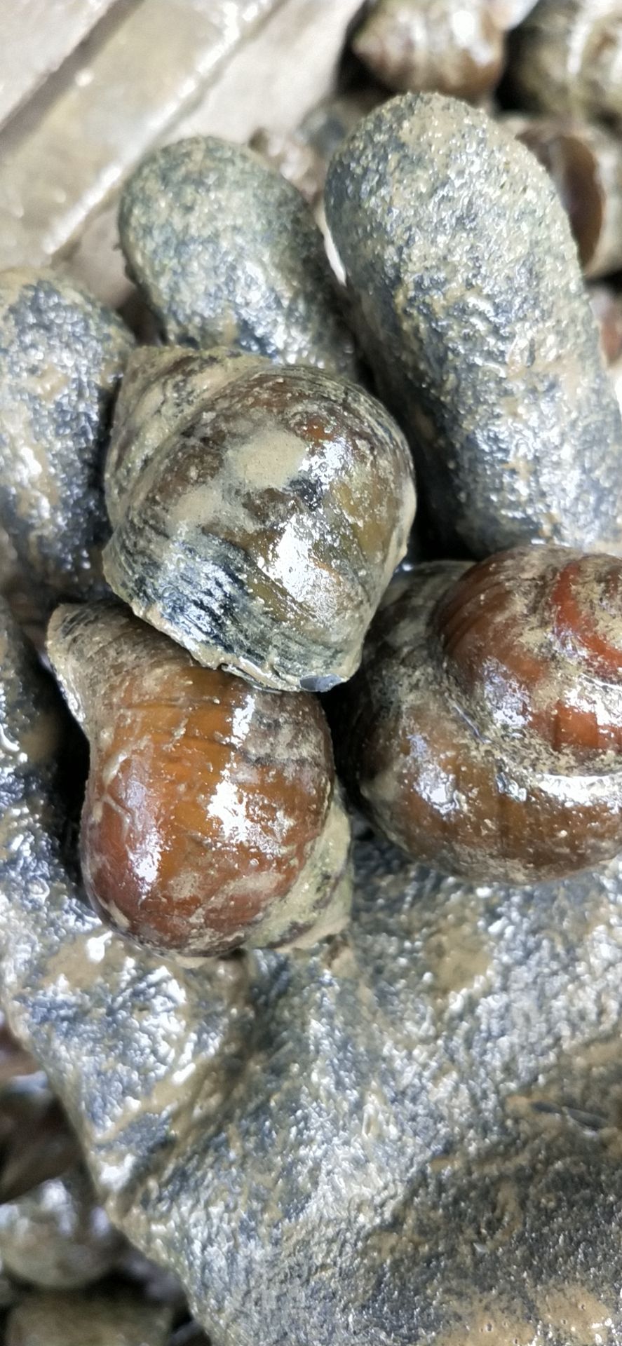 田螺  中小 大量现货