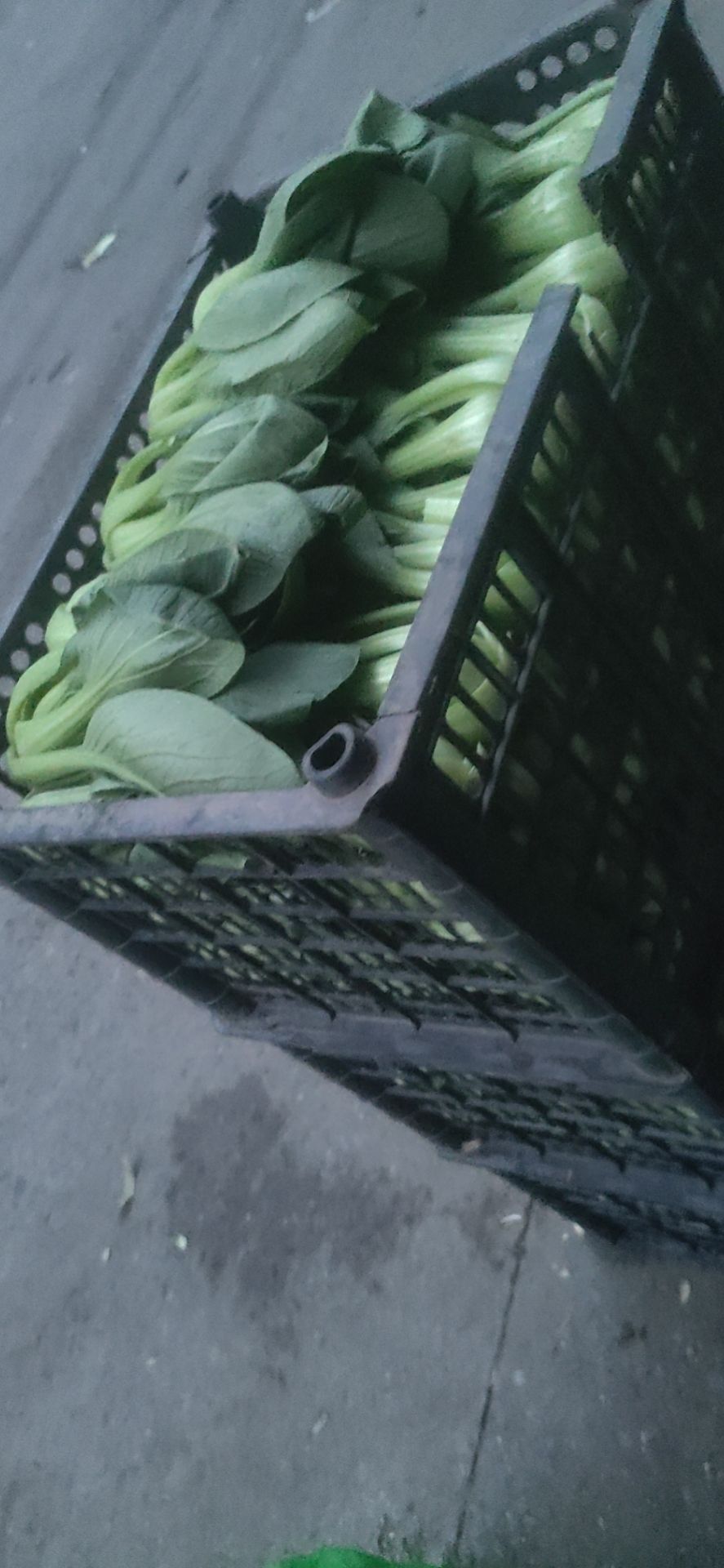 上海青 辽宁省沈阳市苏家屯区 8cm以下 