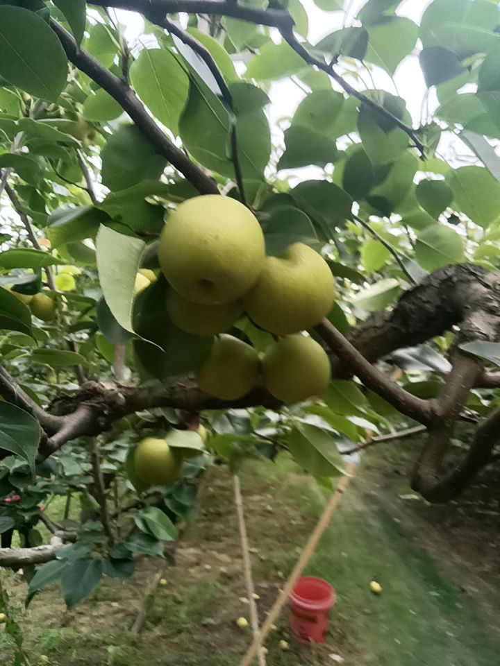  砀山黄冠青梨，翠玉，518.梨大量上市，有需要的新老客户联系