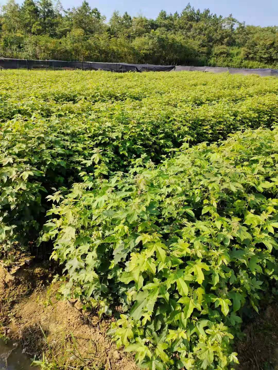 枫香苗  枫香小苗1一2公分