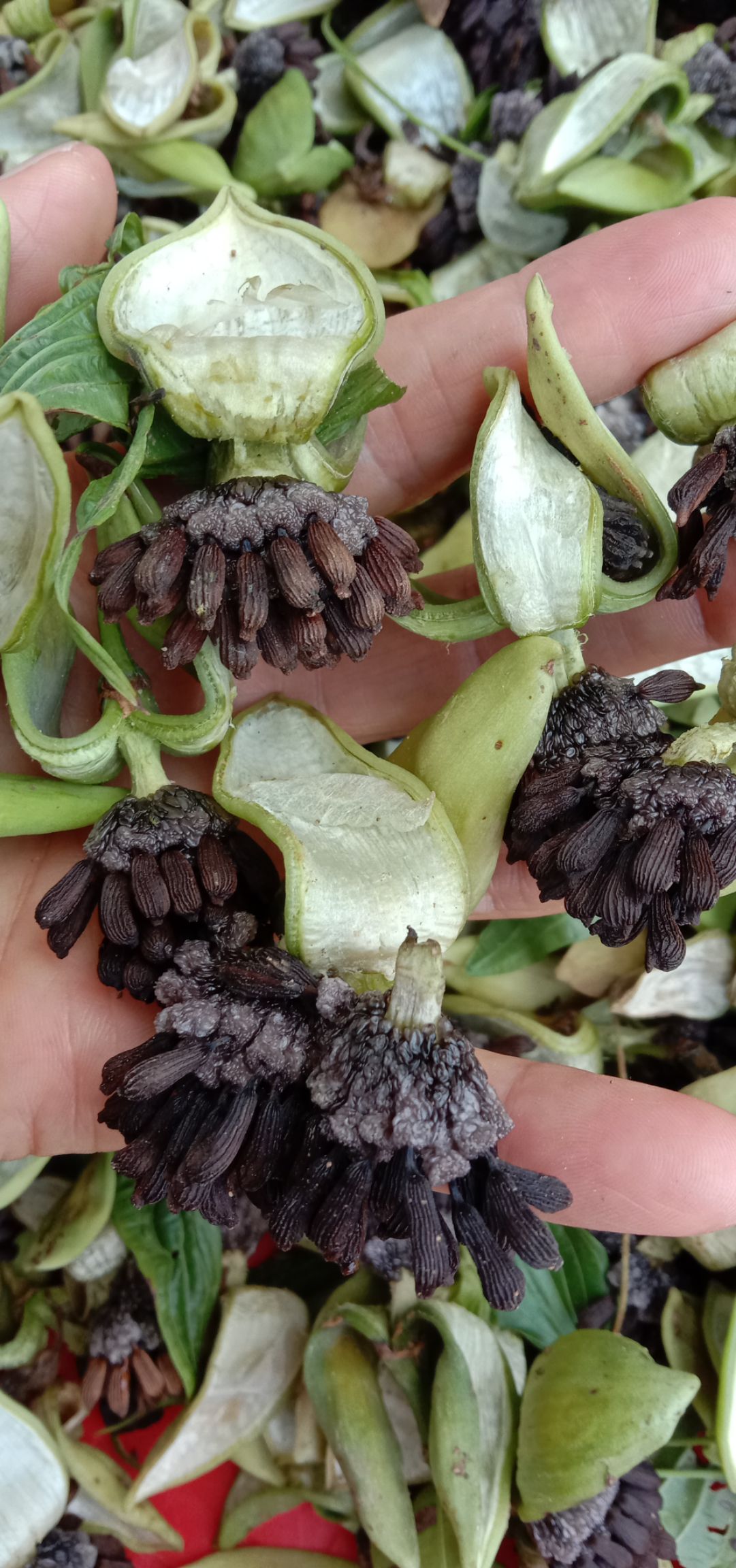 百部种子  种籽