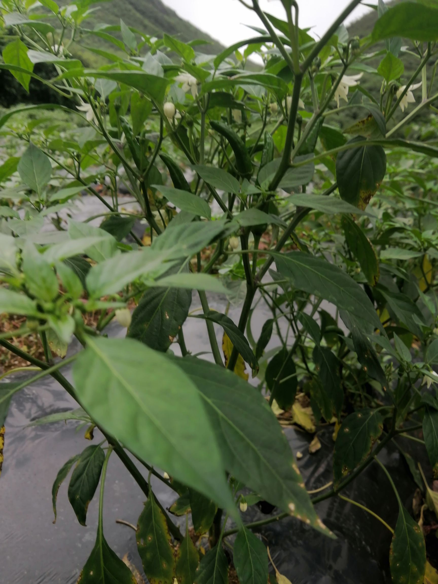 二荆条  辣椒也上市了，有需要的老板联系