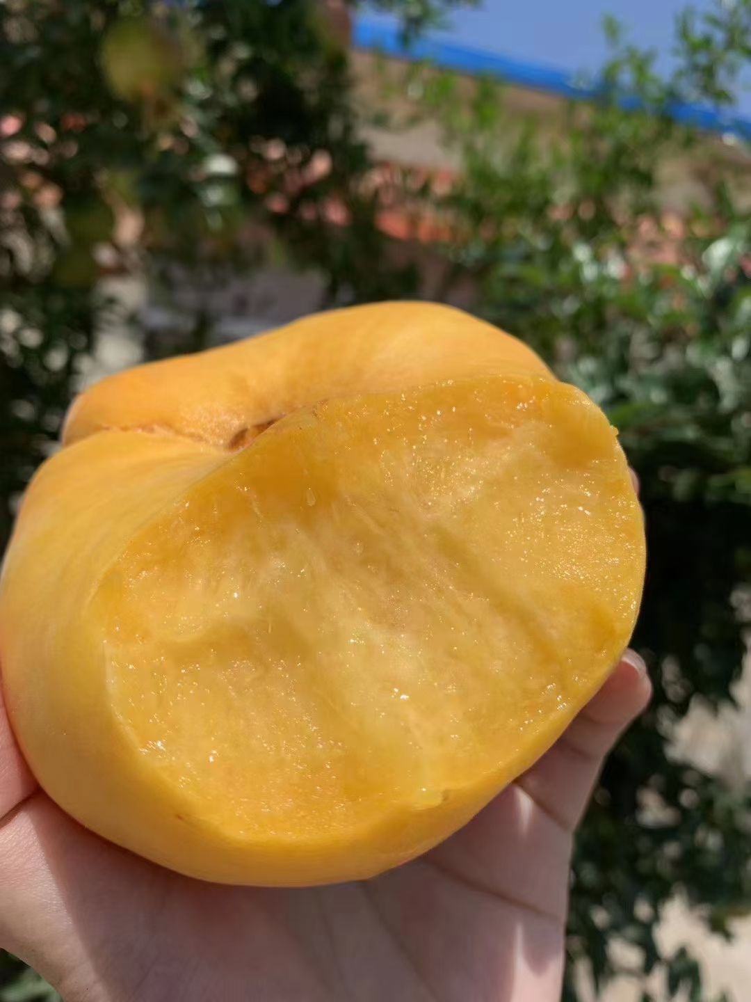 黄蟠桃  黄金蟠桃