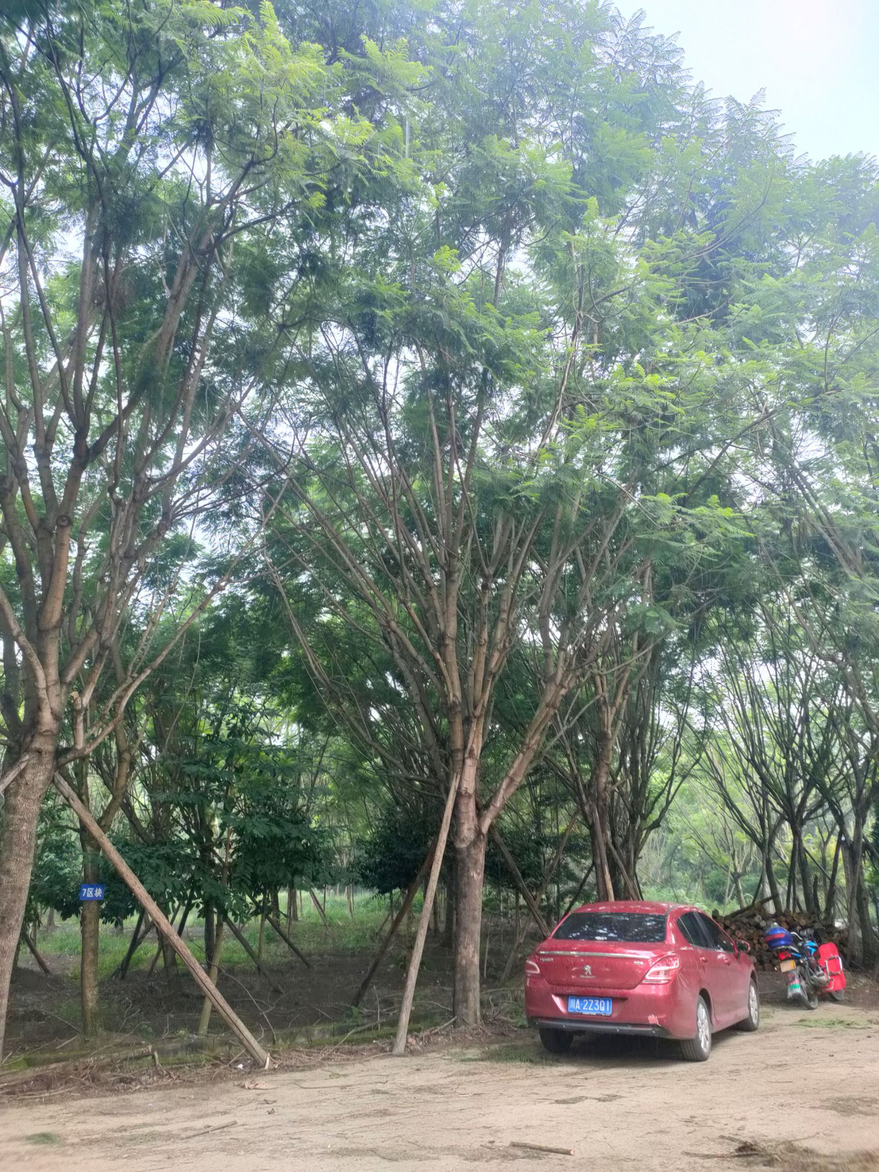  精品蓝花楹。18---30上万棵