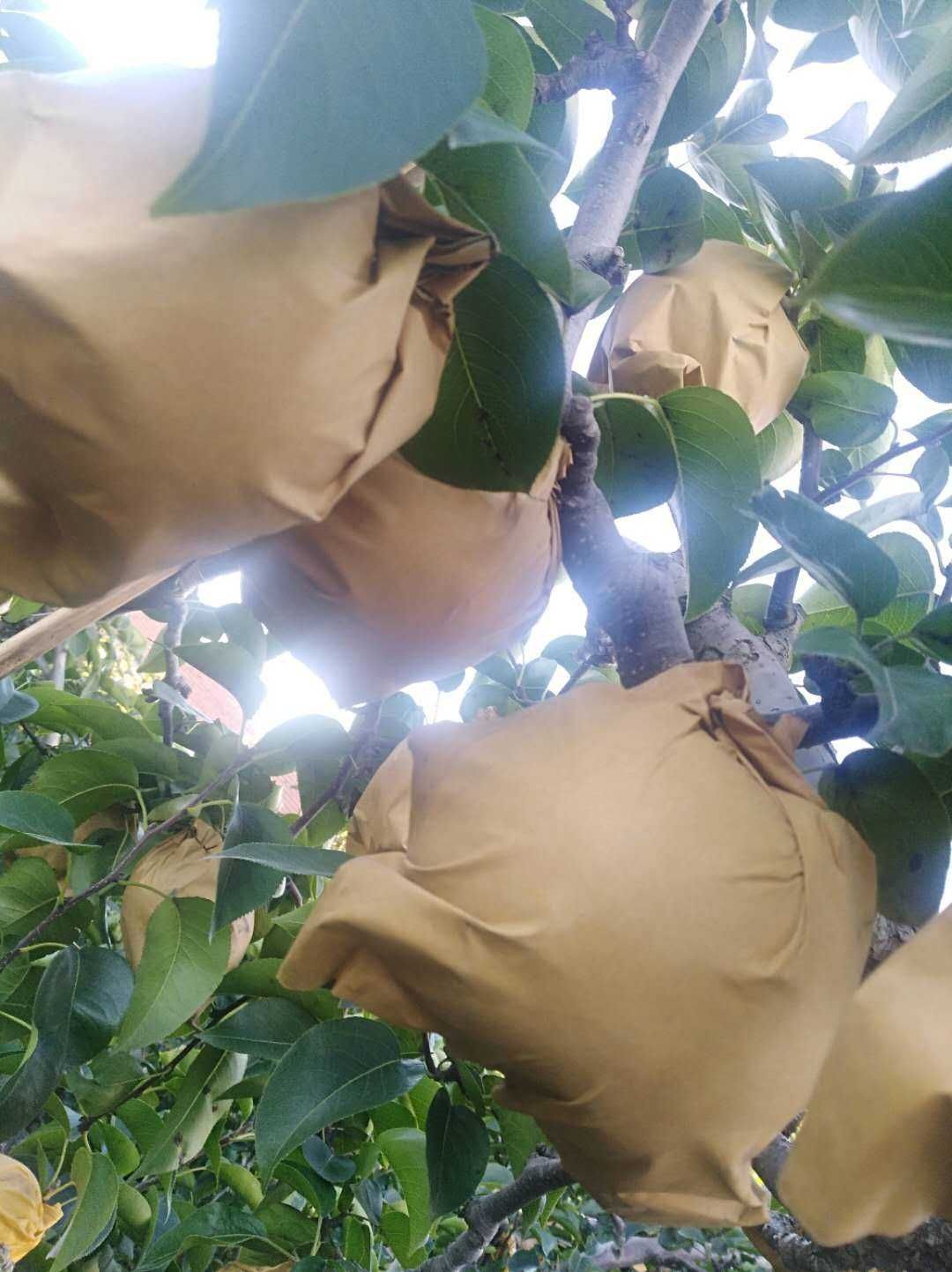 山东黄金梨 丰水梨产地批发  一手货源 大量现货