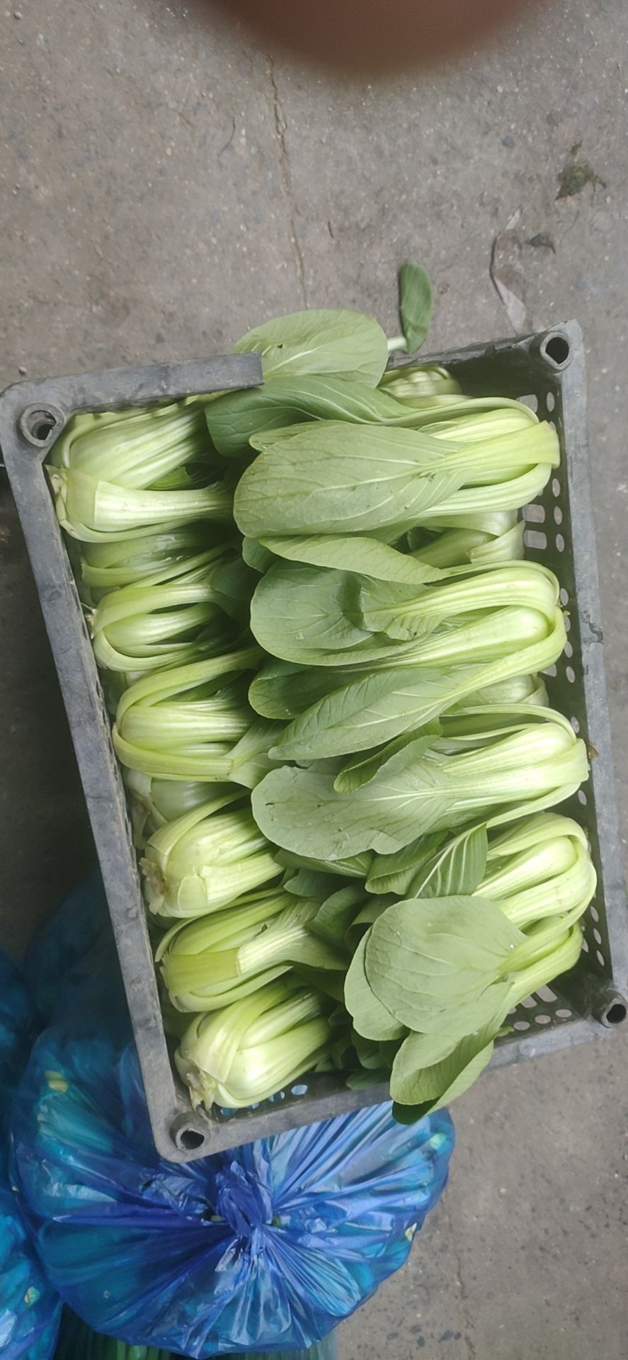 上海青 辽宁省沈阳市苏家屯区 8cm以下 