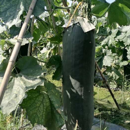 江永县黑皮冬瓜 吊冬瓜