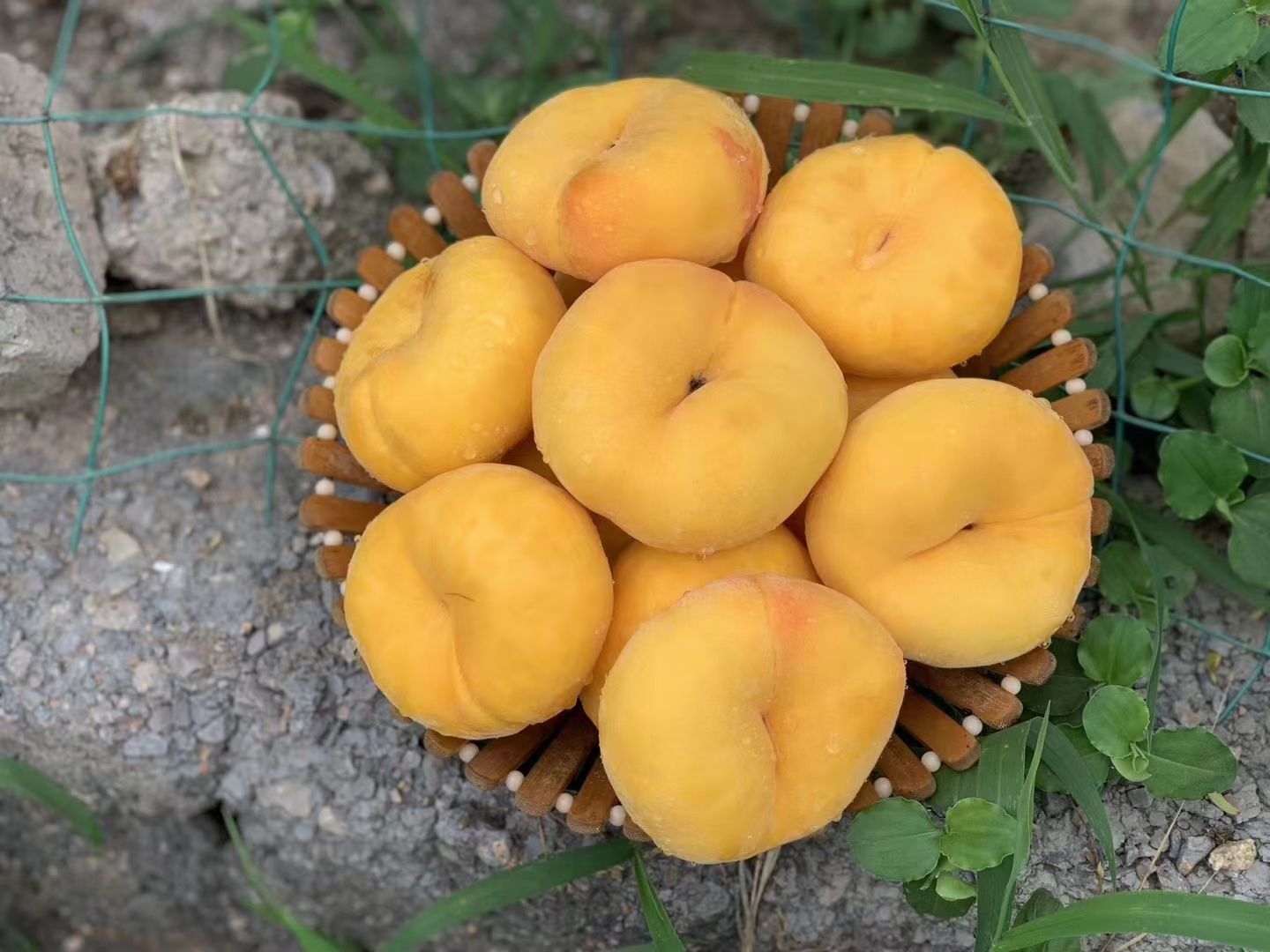 黄蟠桃  黄金蟠桃