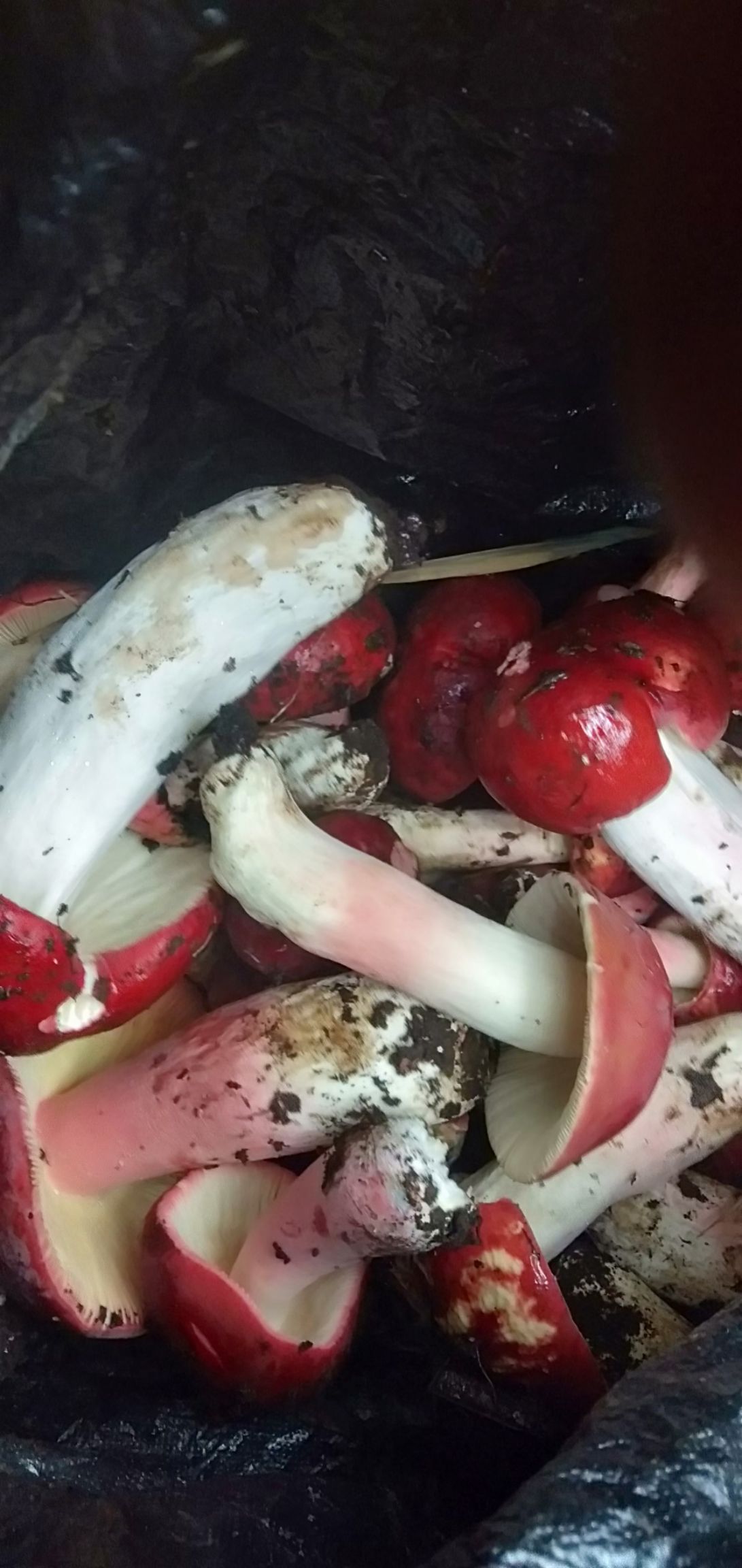 野生红菇，A级干货