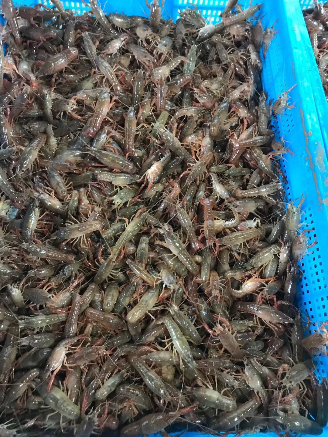 小龙虾苗  淡水人工养殖种虾种苗青红幼虾洪湖原产基地专车送货