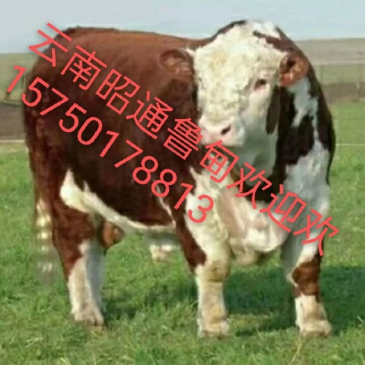 鲁甸县西门塔尔牛  西门塔尔，长势快。体型好。养殖户朋友都喜欢