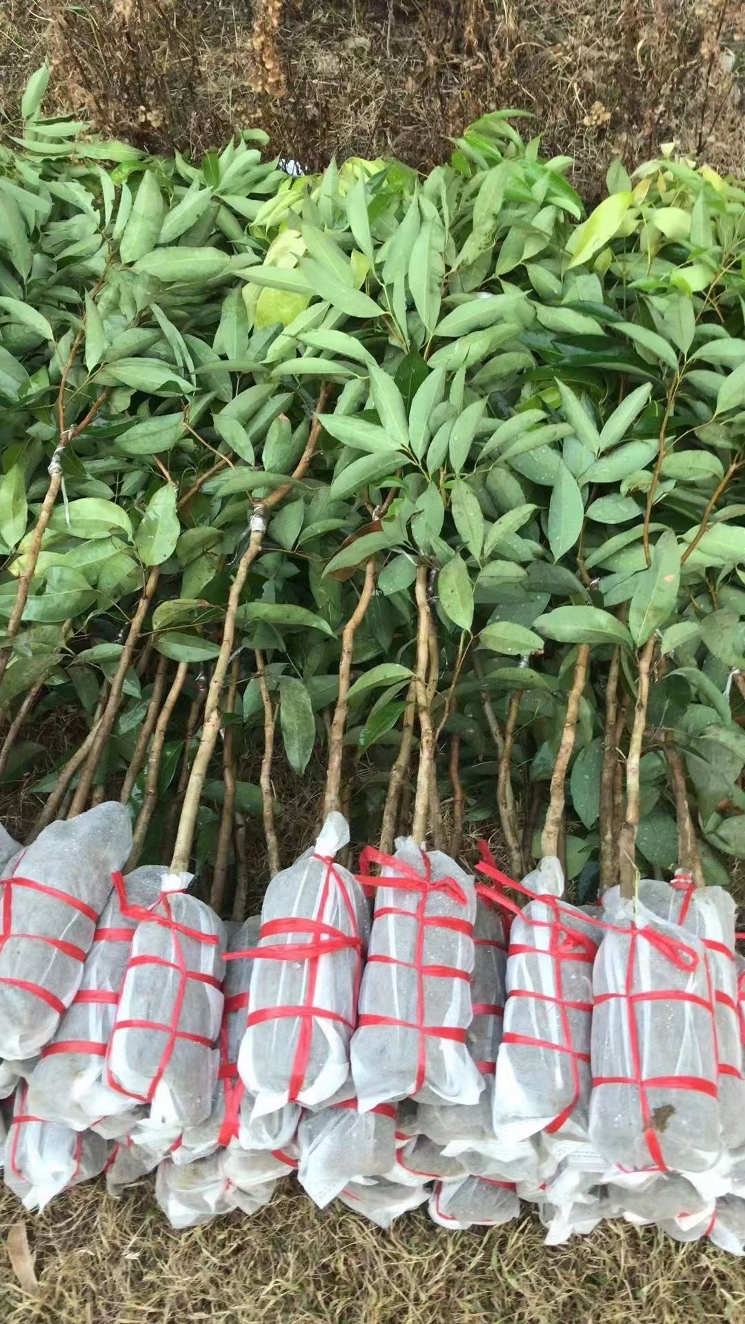 无核荔枝苗  无核荔枝果树苗