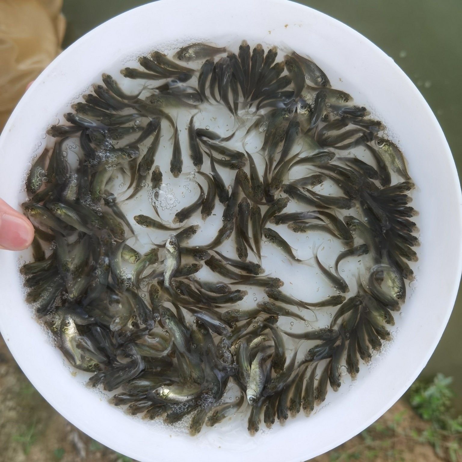 散卖鲫鱼苗中科5号彭泽鲫鱼苗高背大板鲫土白鲫湘云鲫银鲫工程鲫