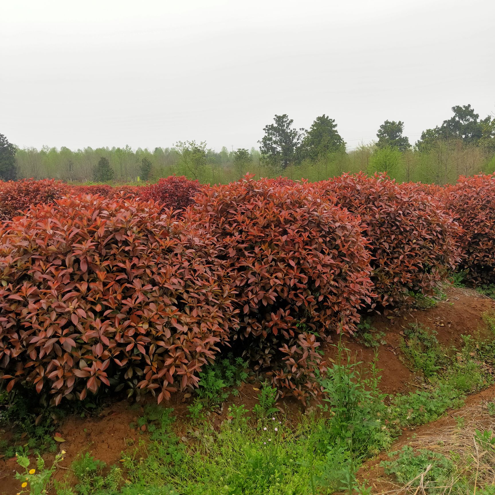 红叶石楠造型树  供应红叶石楠 红叶石楠球价格 红叶石楠球100-300