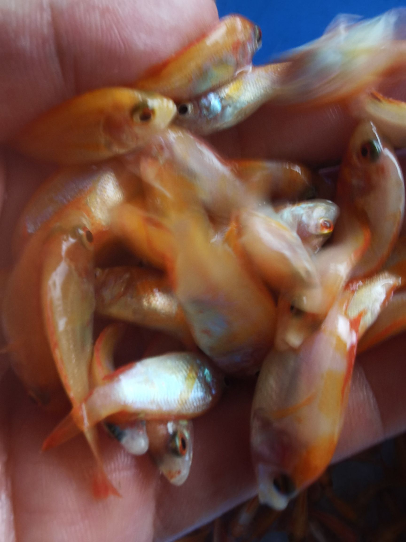 产地直供红罗非鱼苗彩虹鲷鱼苗金丝罗非鱼苗优质健康淡水养殖鱼苗