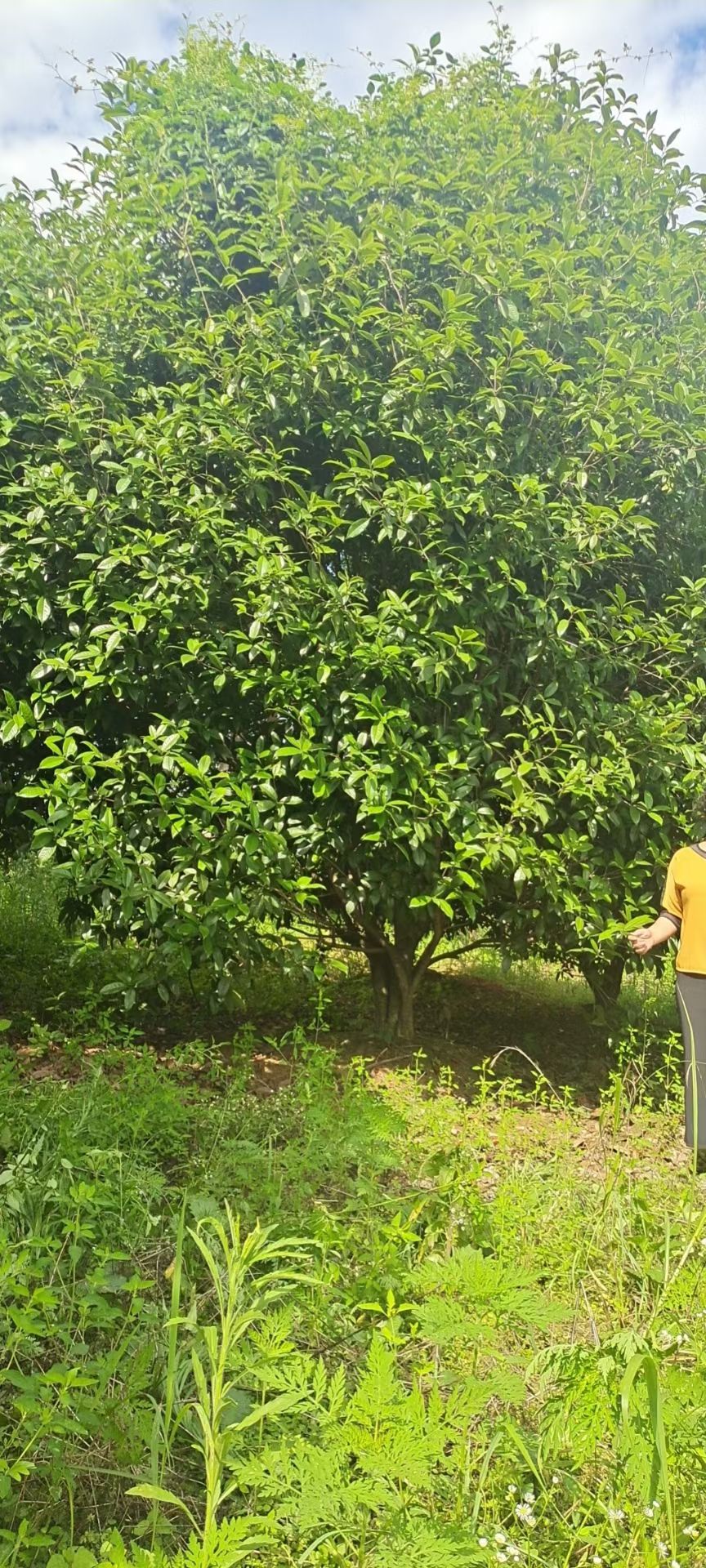 八月桂  丛生精品三米冠幅大规格金桂花树产地直销可以提供种植技术